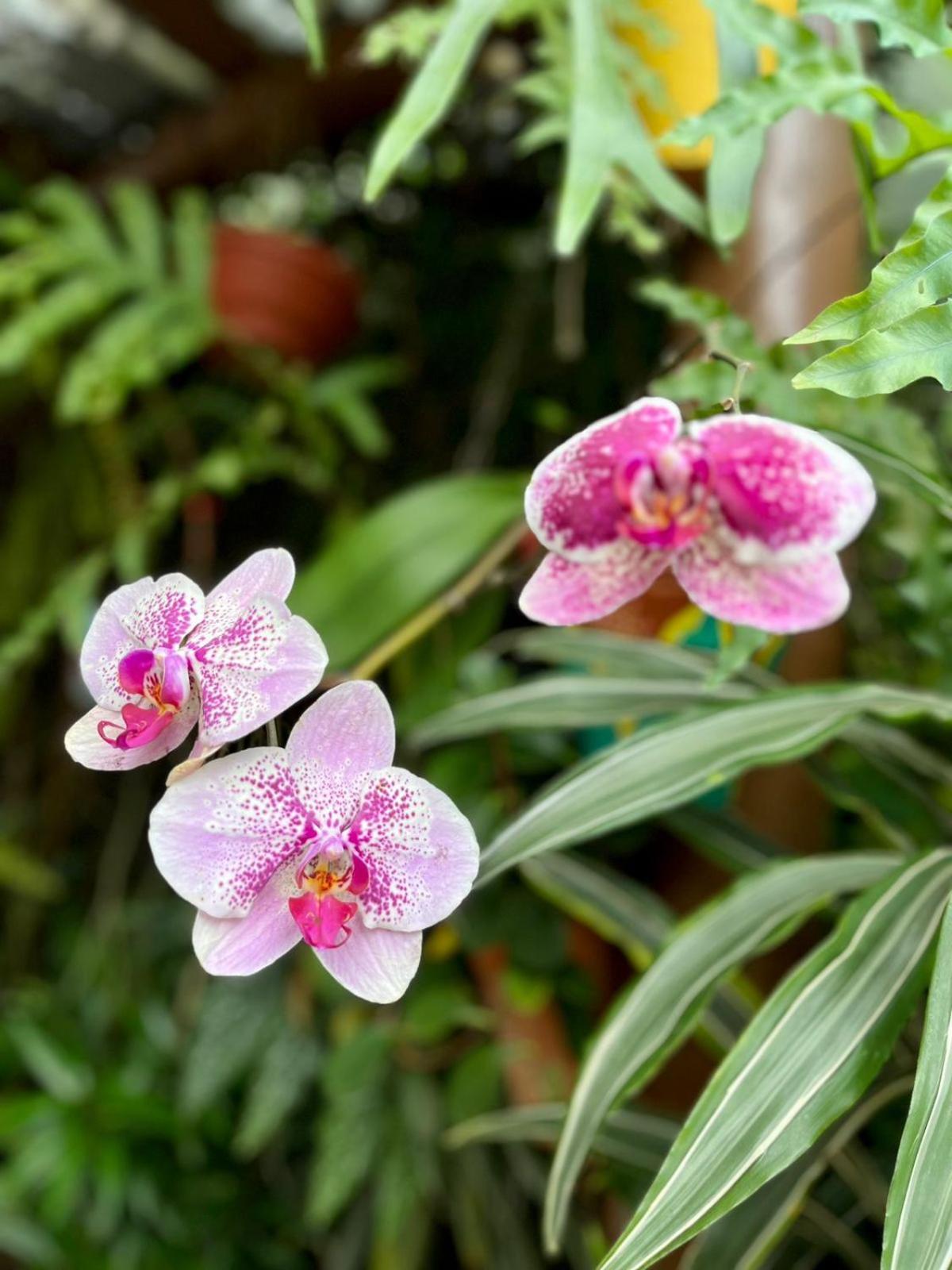 Recanto Toca Das Plantas De Ilhabela I 外观 照片