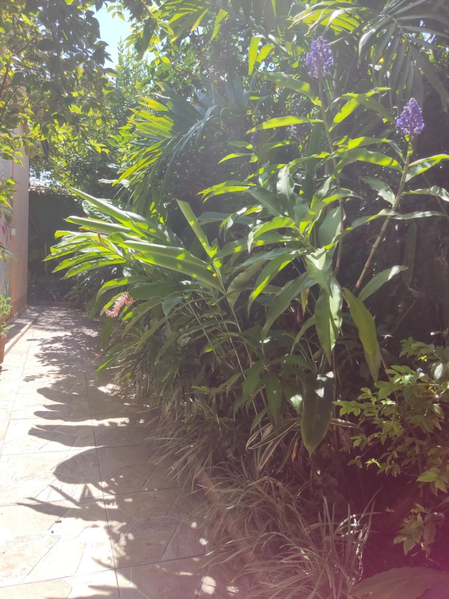Recanto Toca Das Plantas De Ilhabela I 客房 照片