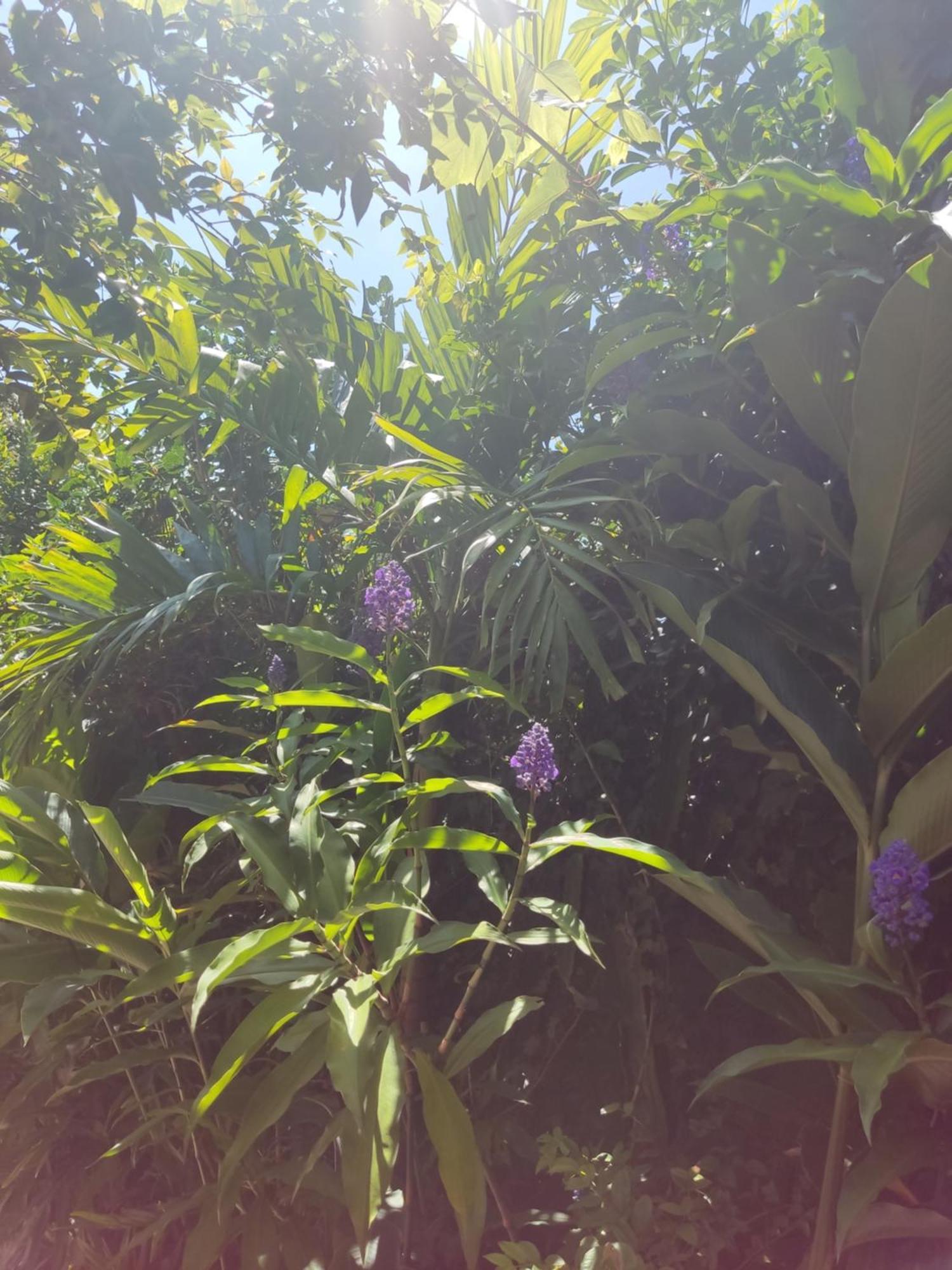 Recanto Toca Das Plantas De Ilhabela I 客房 照片